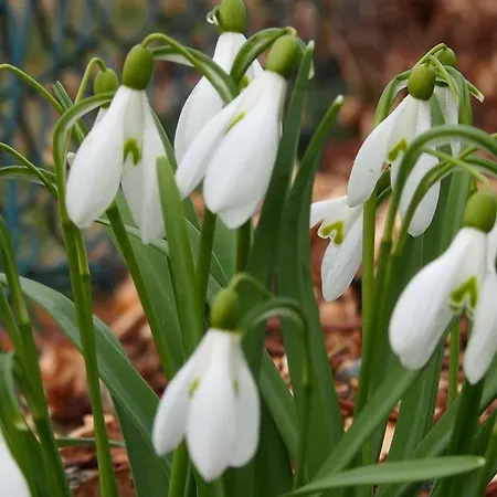 Les Myosotis Ferienhaus Morhet
